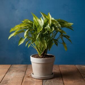 Money Plant (Copy)